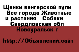 Щенки венгерской пули - Все города Животные и растения » Собаки   . Свердловская обл.,Новоуральск г.